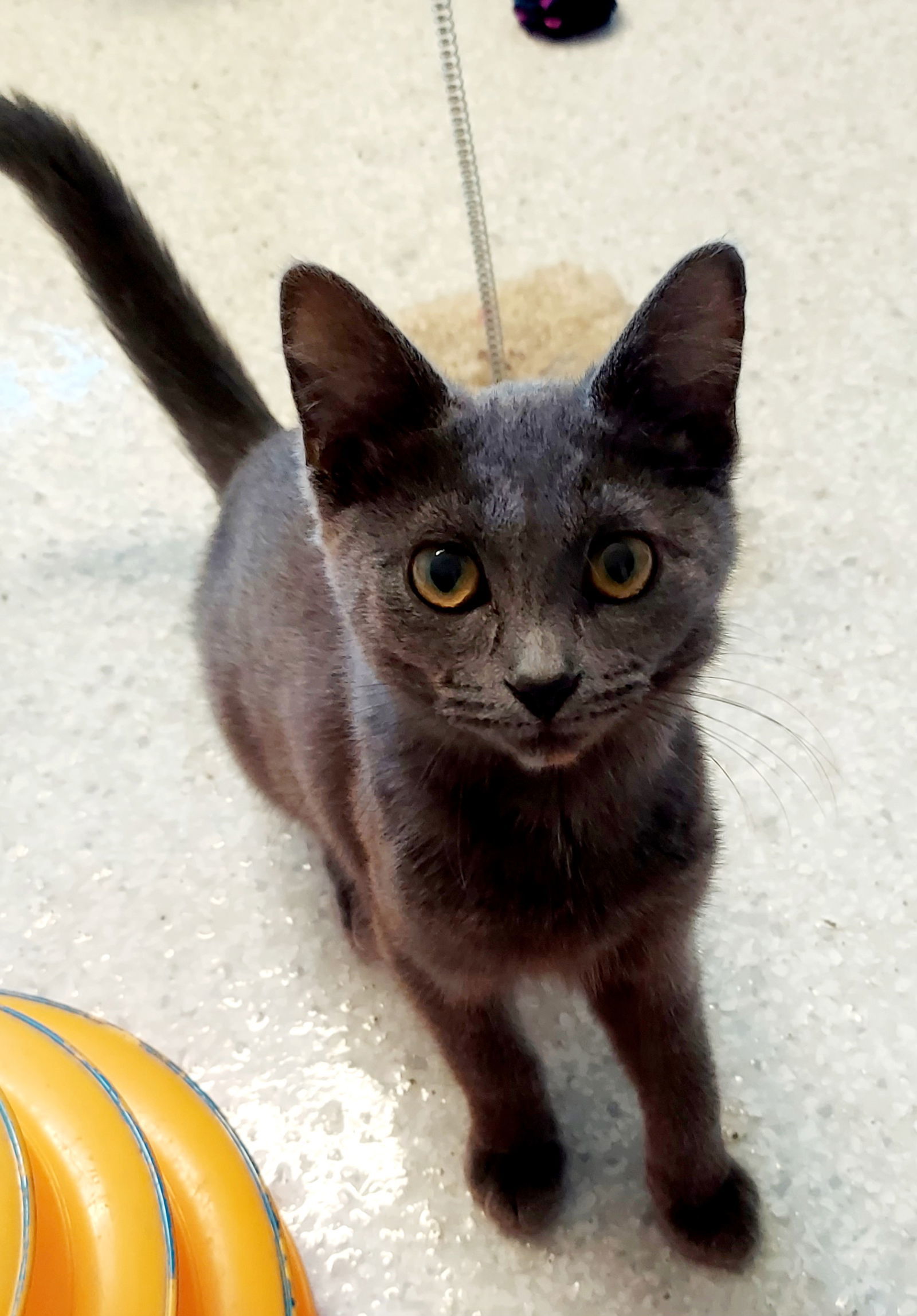 Baby Jane @ The Cat's Brew, an adoptable Domestic Short Hair in Montello, WI, 53949 | Photo Image 1