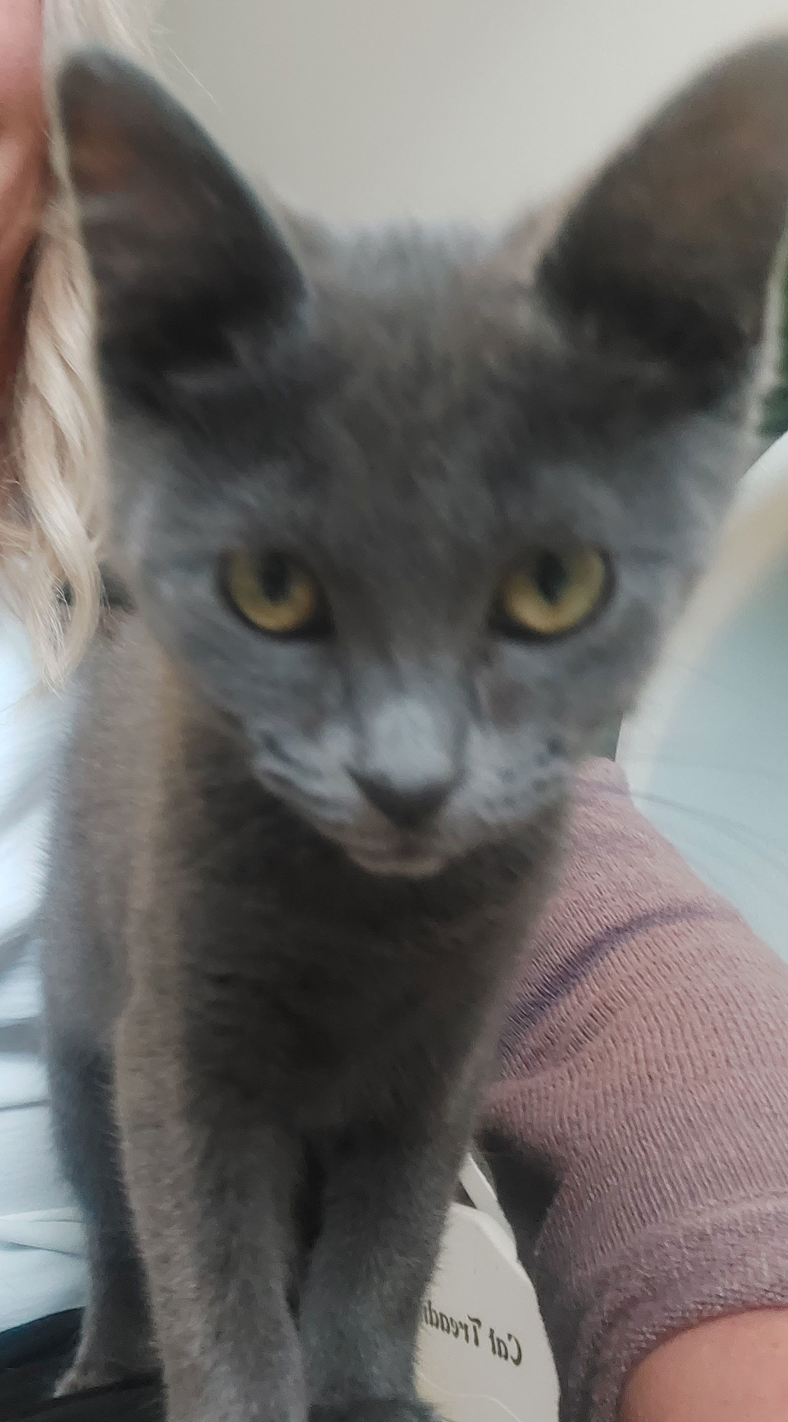 Baby Jane @ The Cat's Brew, an adoptable Domestic Short Hair in Montello, WI, 53949 | Photo Image 3