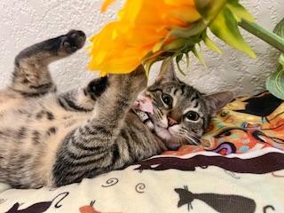 Cherry, an adoptable Tabby in Parlier, CA, 93648 | Photo Image 1