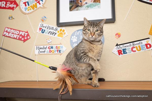 Cherry, an adoptable Tabby in Parlier, CA, 93648 | Photo Image 1