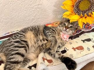 Cherry, an adoptable Tabby in Parlier, CA, 93648 | Photo Image 3