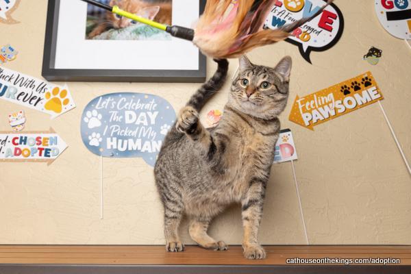Cherry, an adoptable Tabby in Parlier, CA, 93648 | Photo Image 3