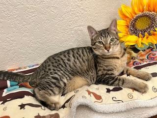 Cherry, an adoptable Tabby in Parlier, CA, 93648 | Photo Image 4