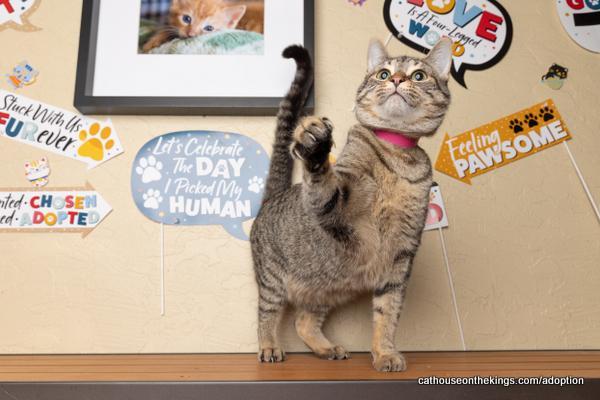 Cherry, an adoptable Tabby in Parlier, CA, 93648 | Photo Image 4