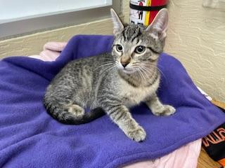 Cherry, an adoptable Tabby in Parlier, CA, 93648 | Photo Image 5