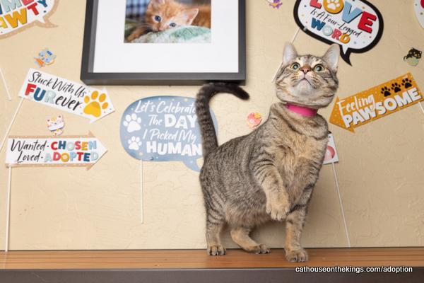 Cherry, an adoptable Tabby in Parlier, CA, 93648 | Photo Image 5