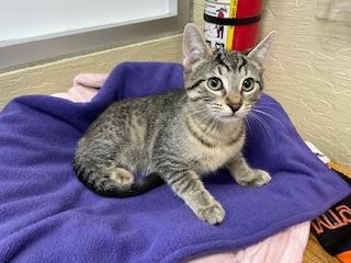 Cherry, an adoptable Tabby in Parlier, CA, 93648 | Photo Image 6
