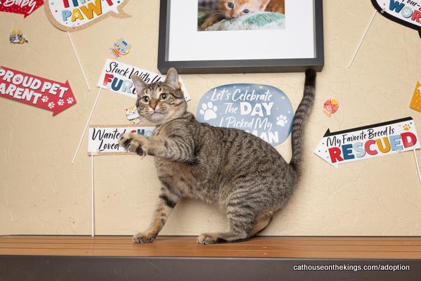 Cherry, an adoptable Tabby in Parlier, CA, 93648 | Photo Image 6