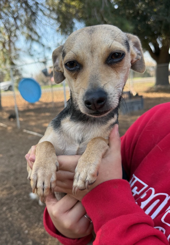 Robin, an adoptable Chihuahua, Terrier in Lemoore, CA, 93245 | Photo Image 1