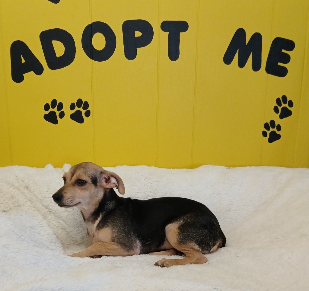 Robin, an adoptable Chihuahua, Terrier in Lemoore, CA, 93245 | Photo Image 2