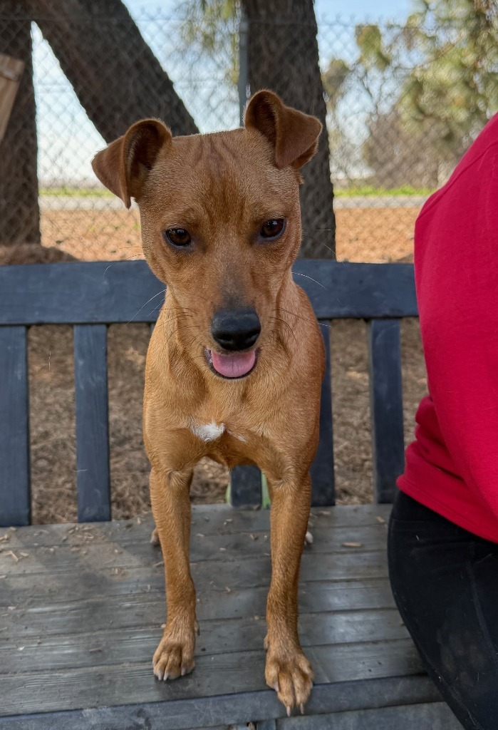 Ringo, an adoptable Chihuahua, Terrier in Lemoore, CA, 93245 | Photo Image 1