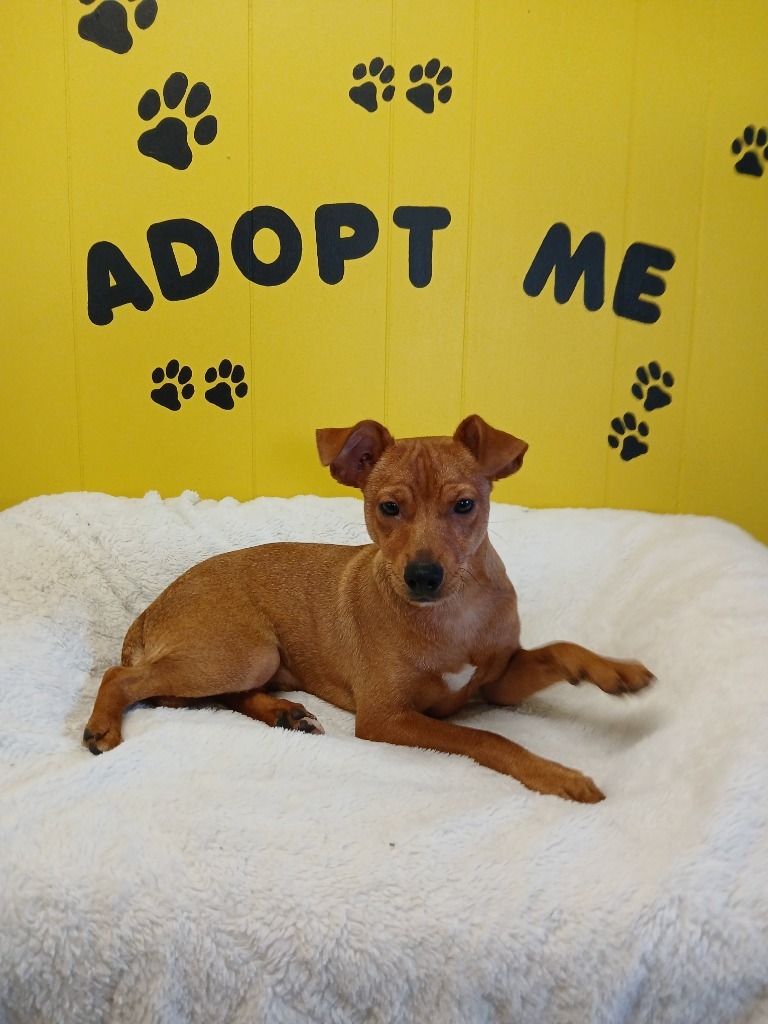 Ringo, an adoptable Chihuahua, Terrier in Lemoore, CA, 93245 | Photo Image 2