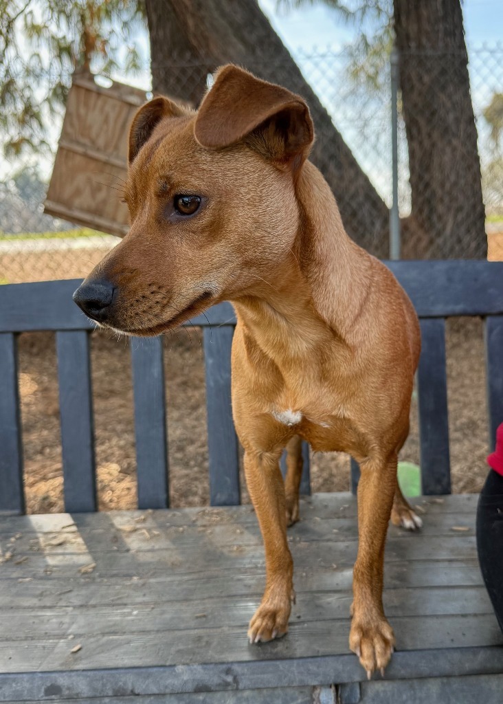 Ringo, an adoptable Chihuahua, Terrier in Lemoore, CA, 93245 | Photo Image 3