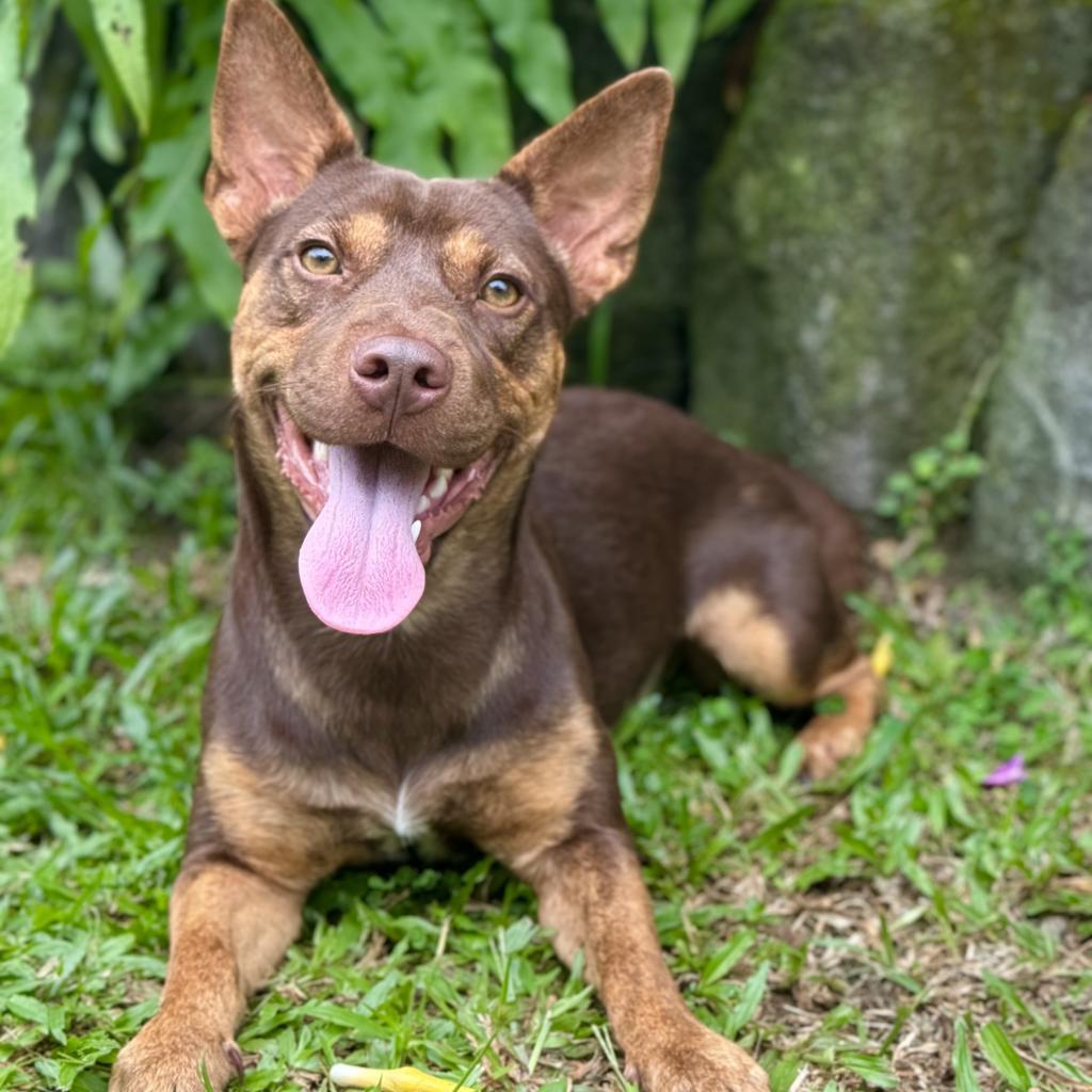 Harry PAWtter (AIR-Stray-ai620), an adoptable Mixed Breed, Cattle Dog in Keaau, HI, 96749 | Photo Image 1