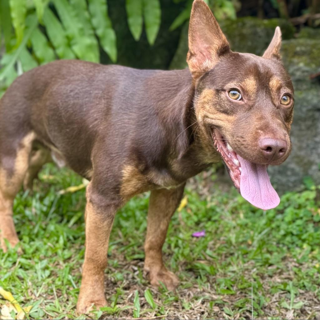 Harry PAWtter (AIR-Stray-ai620), an adoptable Mixed Breed, Cattle Dog in Keaau, HI, 96749 | Photo Image 2