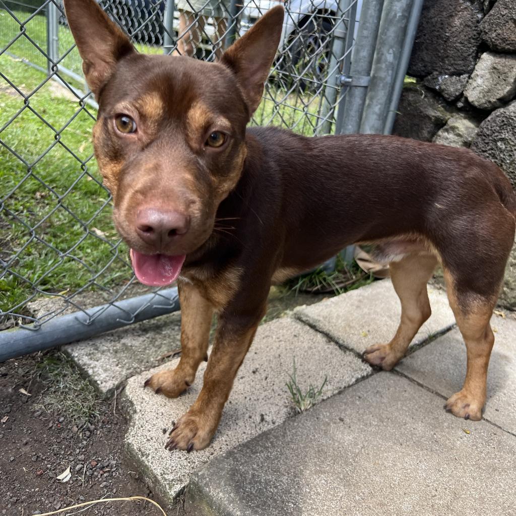 Harry PAWtter (AIR-Stray-ai620), an adoptable Mixed Breed, Cattle Dog in Keaau, HI, 96749 | Photo Image 3