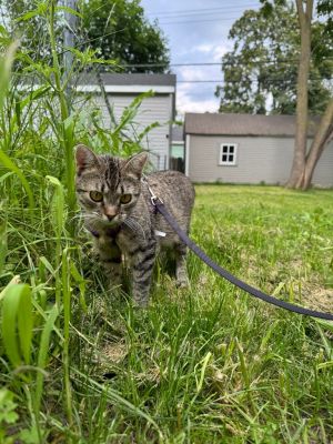 Sage / Milo (Bonded Pair)