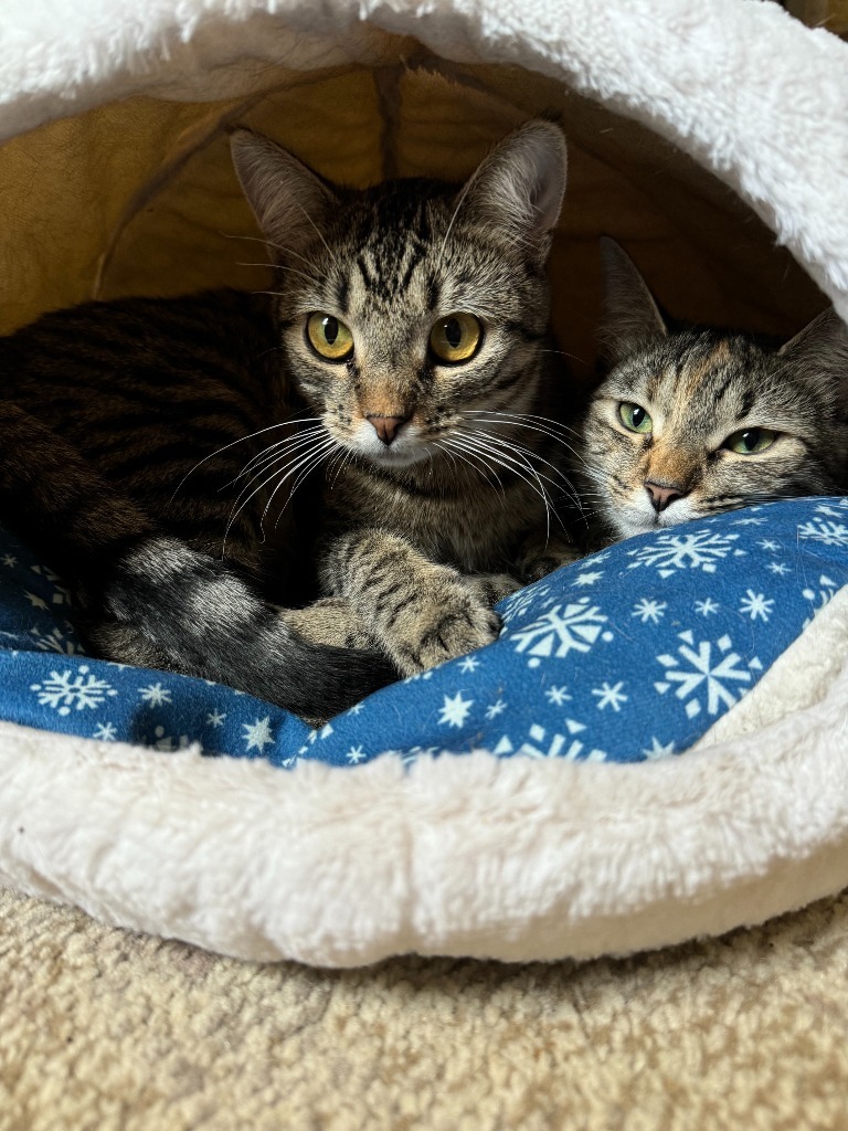 Sage / Milo (Bonded Pair)