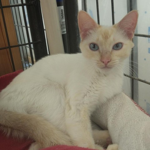 Angel, an adoptable Siamese in Taos, NM, 87571 | Photo Image 1