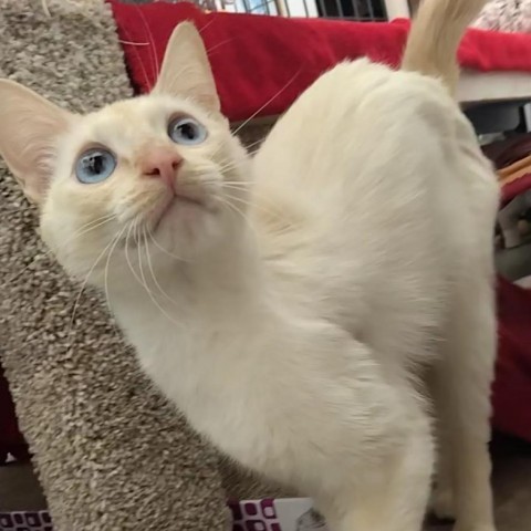 Angel, an adoptable Siamese in Taos, NM, 87571 | Photo Image 2