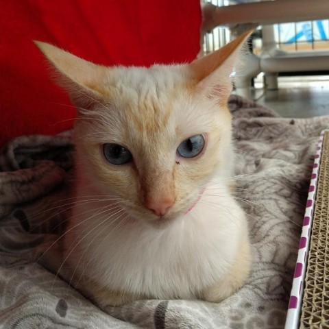 Angel, an adoptable Siamese in Taos, NM, 87571 | Photo Image 4