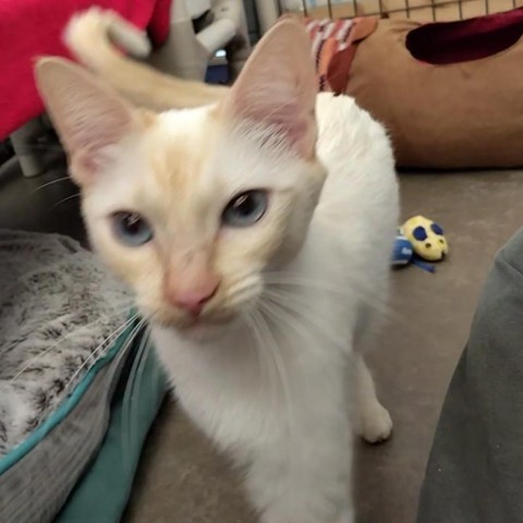 Angel, an adoptable Siamese in Taos, NM, 87571 | Photo Image 6