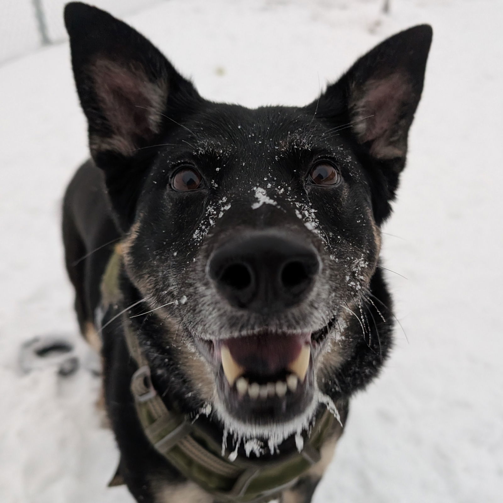 Maren, an adoptable Shepherd in Fargo, ND, 58103 | Photo Image 1