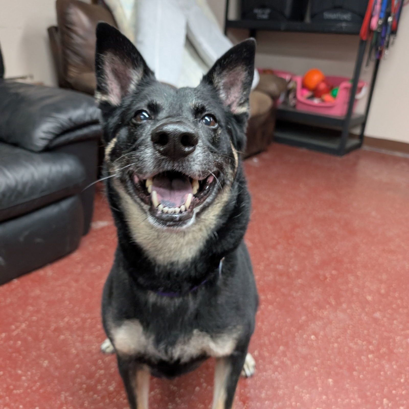 Maren, an adoptable Shepherd in Fargo, ND, 58103 | Photo Image 2