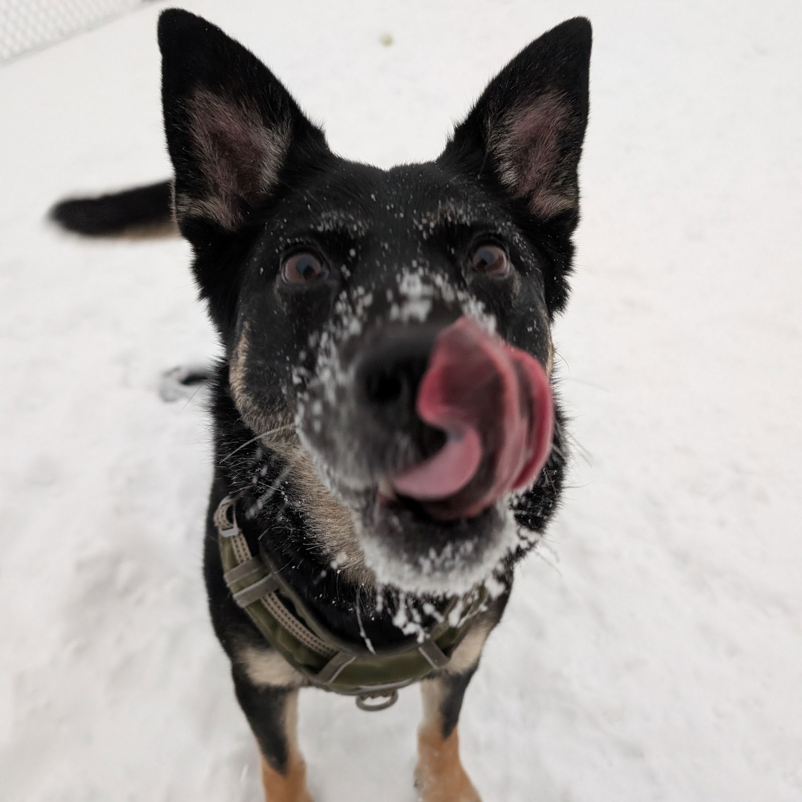 Maren, an adoptable Shepherd in Fargo, ND, 58103 | Photo Image 3