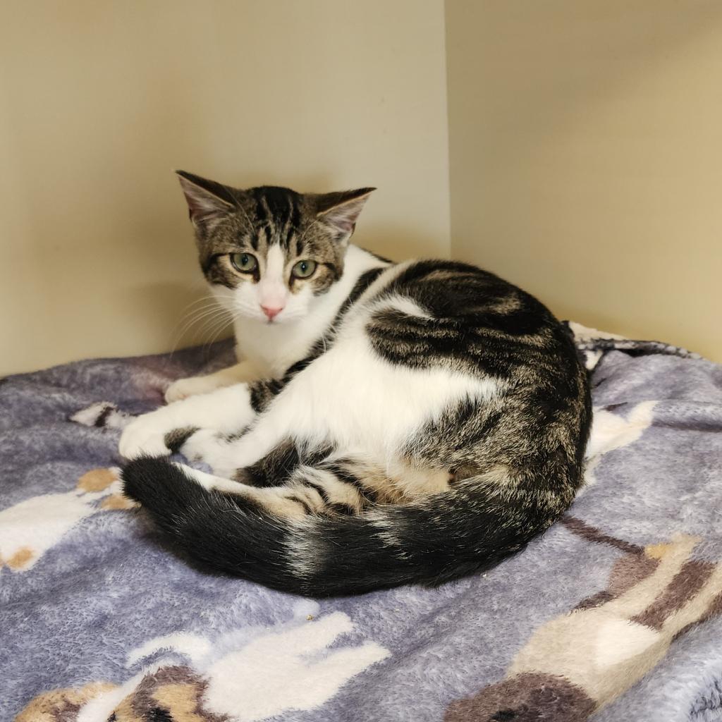 Thunder, an adoptable Domestic Short Hair in Cody, WY, 82414 | Photo Image 1