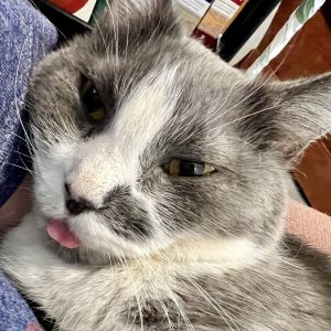 Nebula Domestic Short Hair Cat