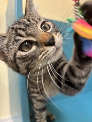 Milly, an adoptable Domestic Short Hair in Pendleton, OR, 97801 | Photo Image 1