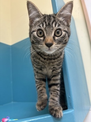 Milly, an adoptable Domestic Short Hair in Pendleton, OR, 97801 | Photo Image 2