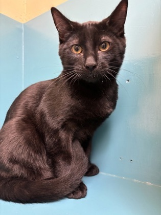 Zauber, an adoptable Domestic Short Hair in Pendleton, OR, 97801 | Photo Image 1