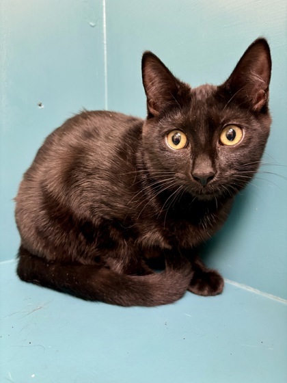 Jubel, an adoptable Domestic Short Hair in Pendleton, OR, 97801 | Photo Image 1