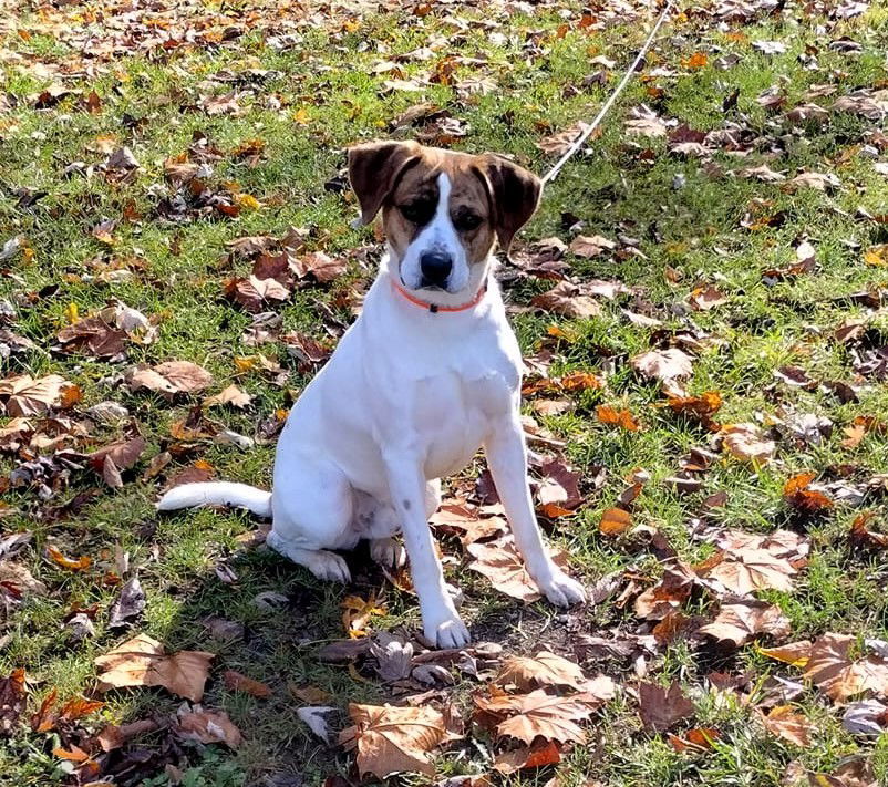 Dexter (3yo, 45lbs)