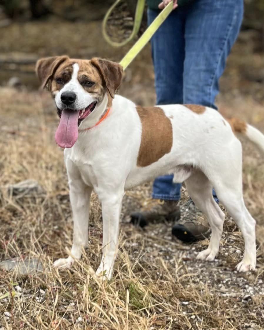 Dexter (3yo, 45lbs)