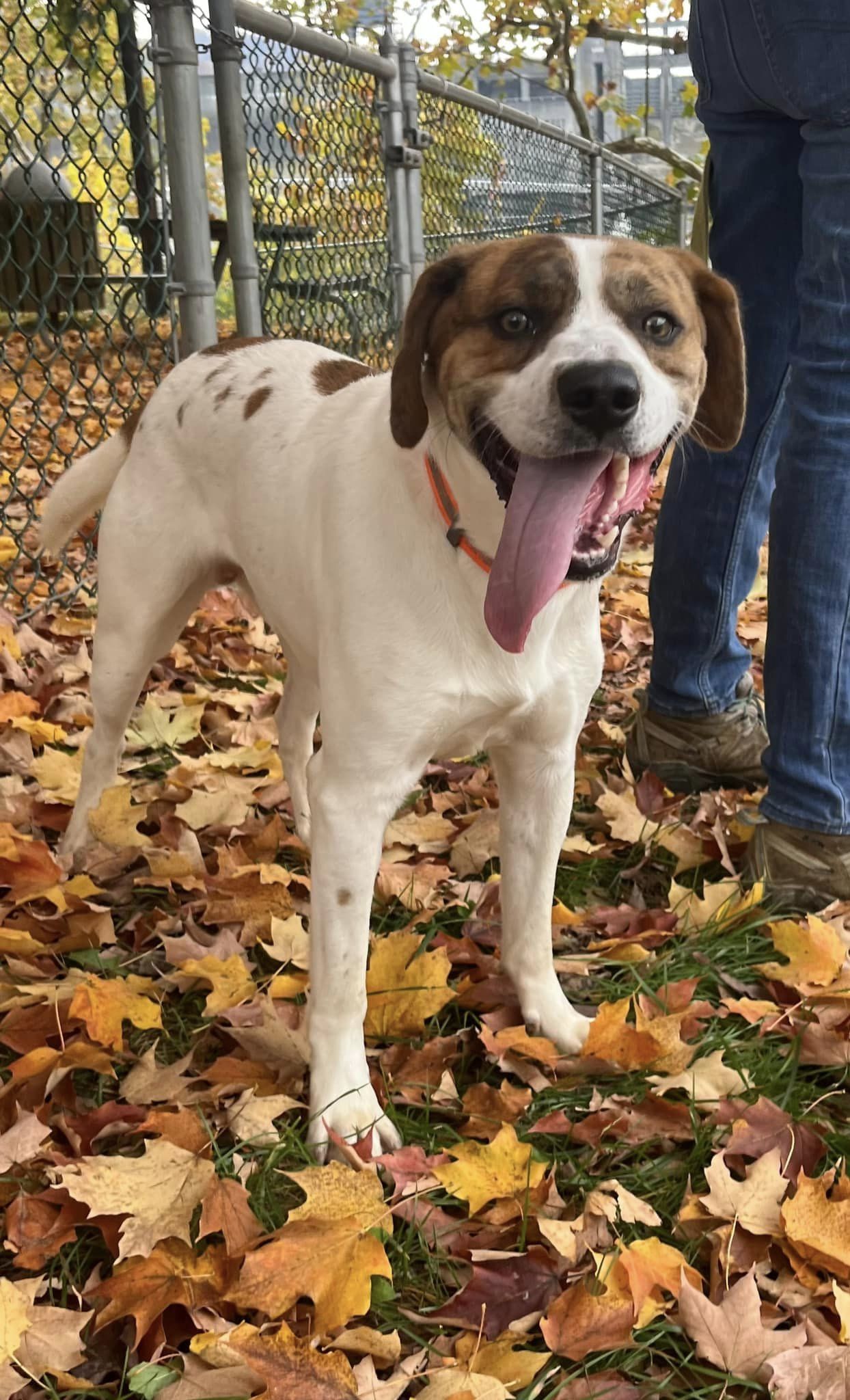 Dexter (3yo, 45lbs)