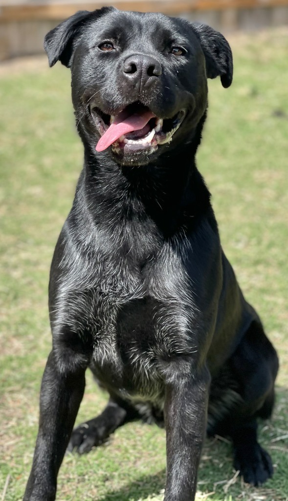 Ash, an adoptable Labrador Retriever in Great Bend, KS, 67530 | Photo Image 1