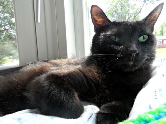 Sheba (fka Momma)