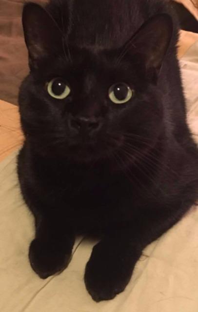 Sheba (fka Momma)