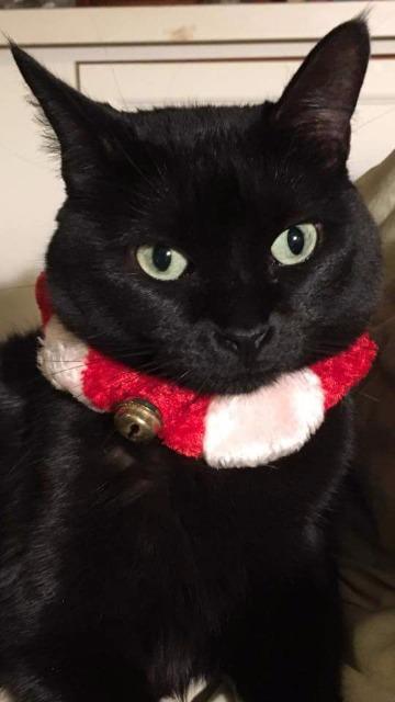 Sheba (fka Momma)