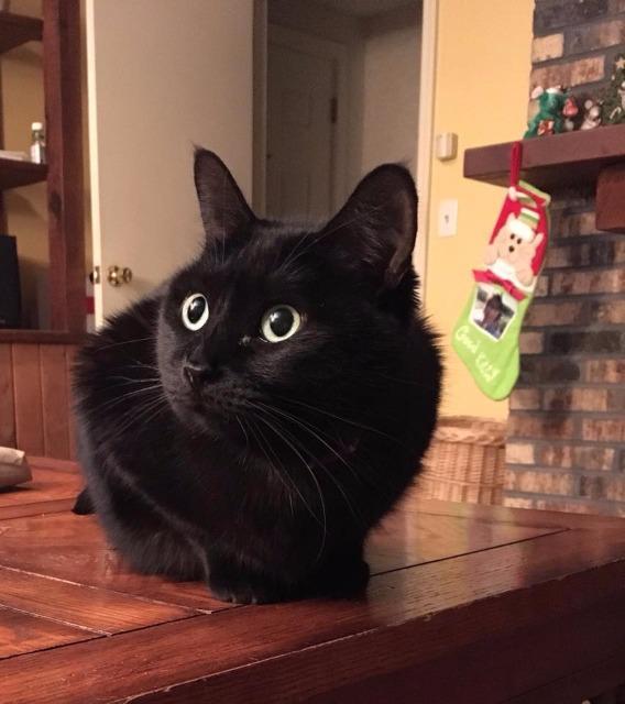 Sheba (fka Momma)