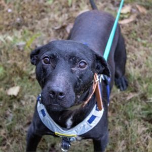 Tulip (In Foster)