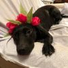 Tulip (In Foster) photo 2