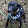 Tulip (In Foster) photo 3