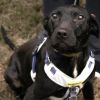 Tulip (In Foster) photo 5