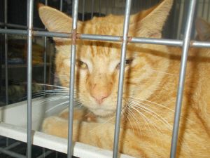 Duke Darraugh, Adult Male American Shorthair