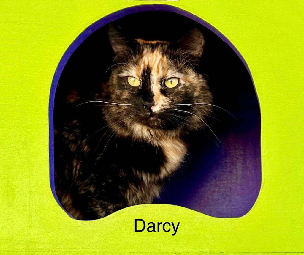 Darcy