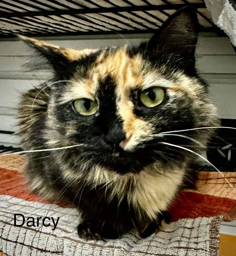 Darcy